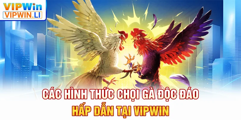 Các hình thức chọi gà độc đáo hấp dẫn tại VIPWIN