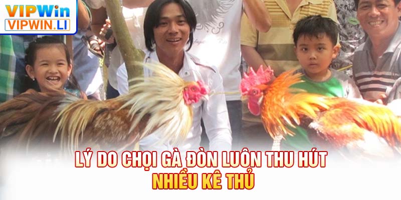 Lý do chọi gà đòn luôn thu hút nhiều kê thủ