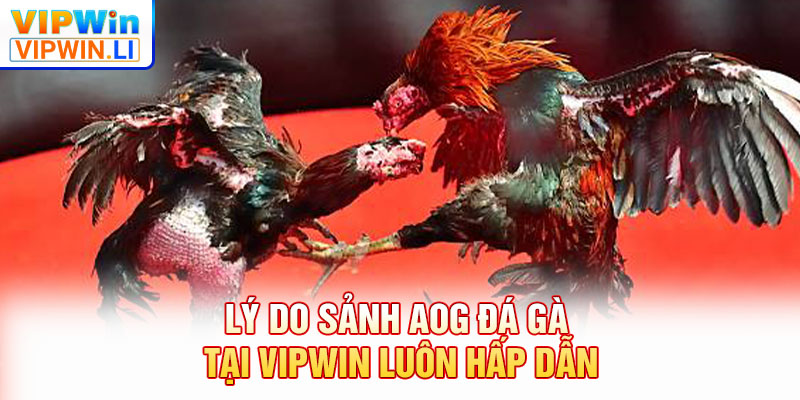 Lý do sảnh AOG đá gà tại VIPWIN luôn hấp dẫn