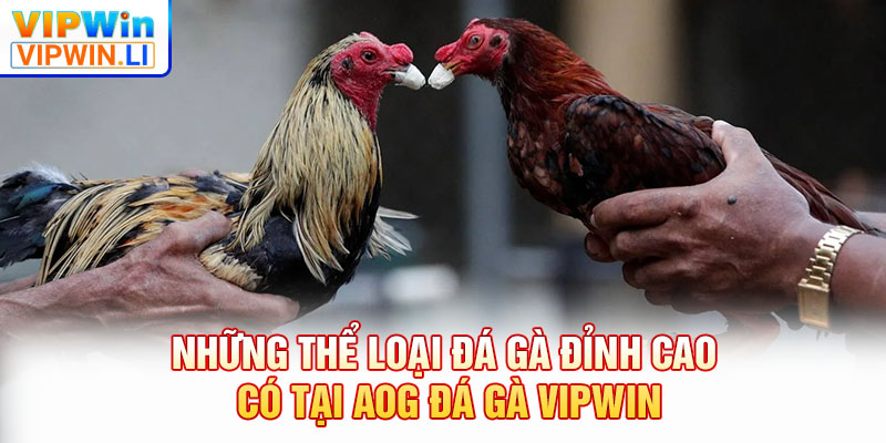 Những thể loại đá gà đỉnh cao có tại AOG đá gà VIPWIN