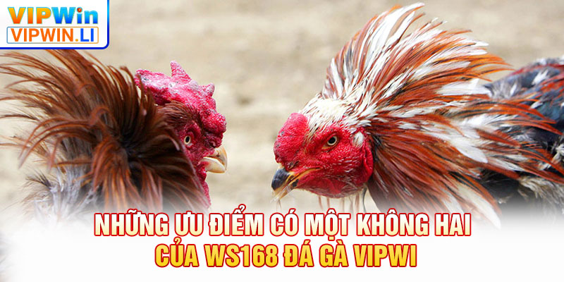 Những ưu điểm có một không hai của WS168 đá gà VIPWIN