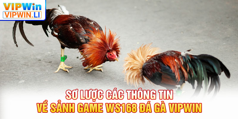 Sơ lược các thông tin về sảnh game WS168 đá gà VIPWIN