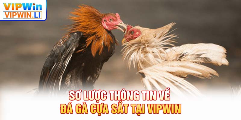 Sơ lược thông tin về đá gà cựa sắt tại VIPWIN