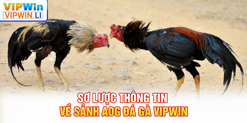 Sơ lược thông tin về sảnh AOG đá gà VIPWIN