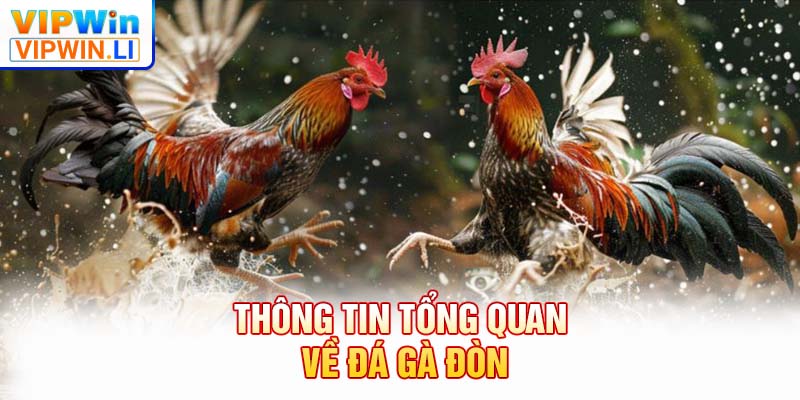 Thông tin tổng quan về đá gà đòn