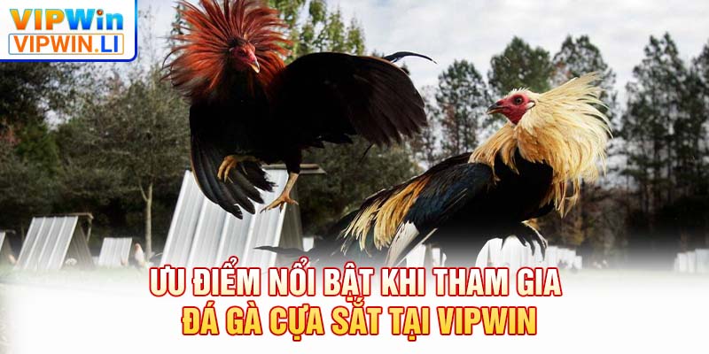 Ưu điểm nổi bật khi tham gia đá gà cựa sắt tại VIPWIN
